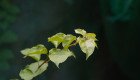 pexels-nghia-vucas-446110431-18050520